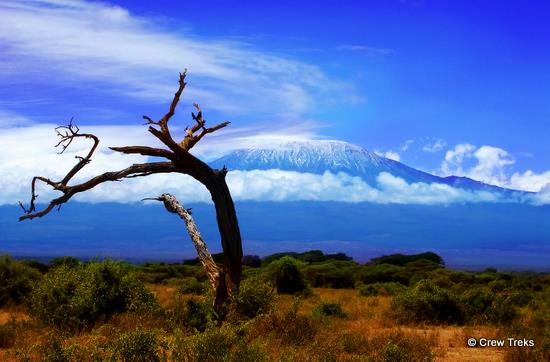 Safari meets Mt Kilimanjaro, Tanzania, Africa